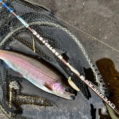 ニジマスの釣果