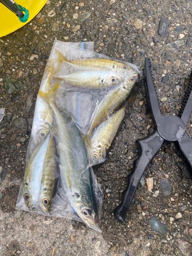 アジの釣果