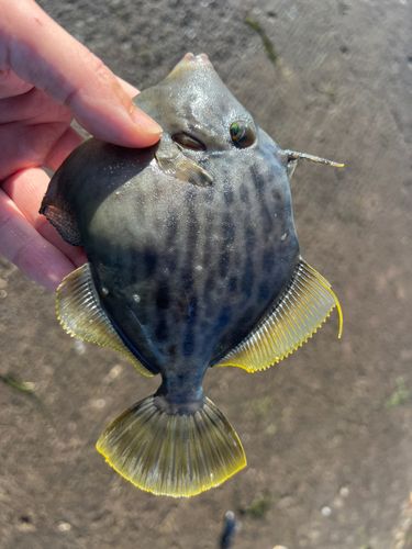 カワハギの釣果
