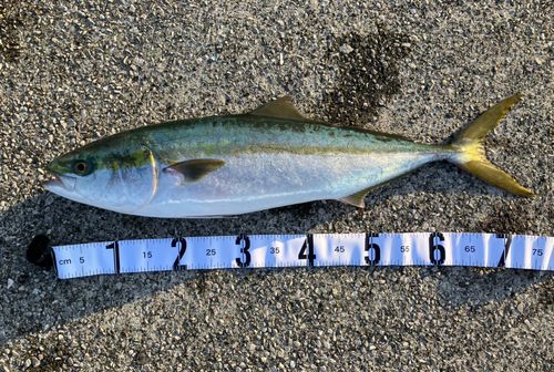 周防大島（屋代島）