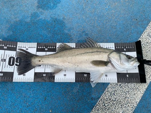 新地町海釣り公園