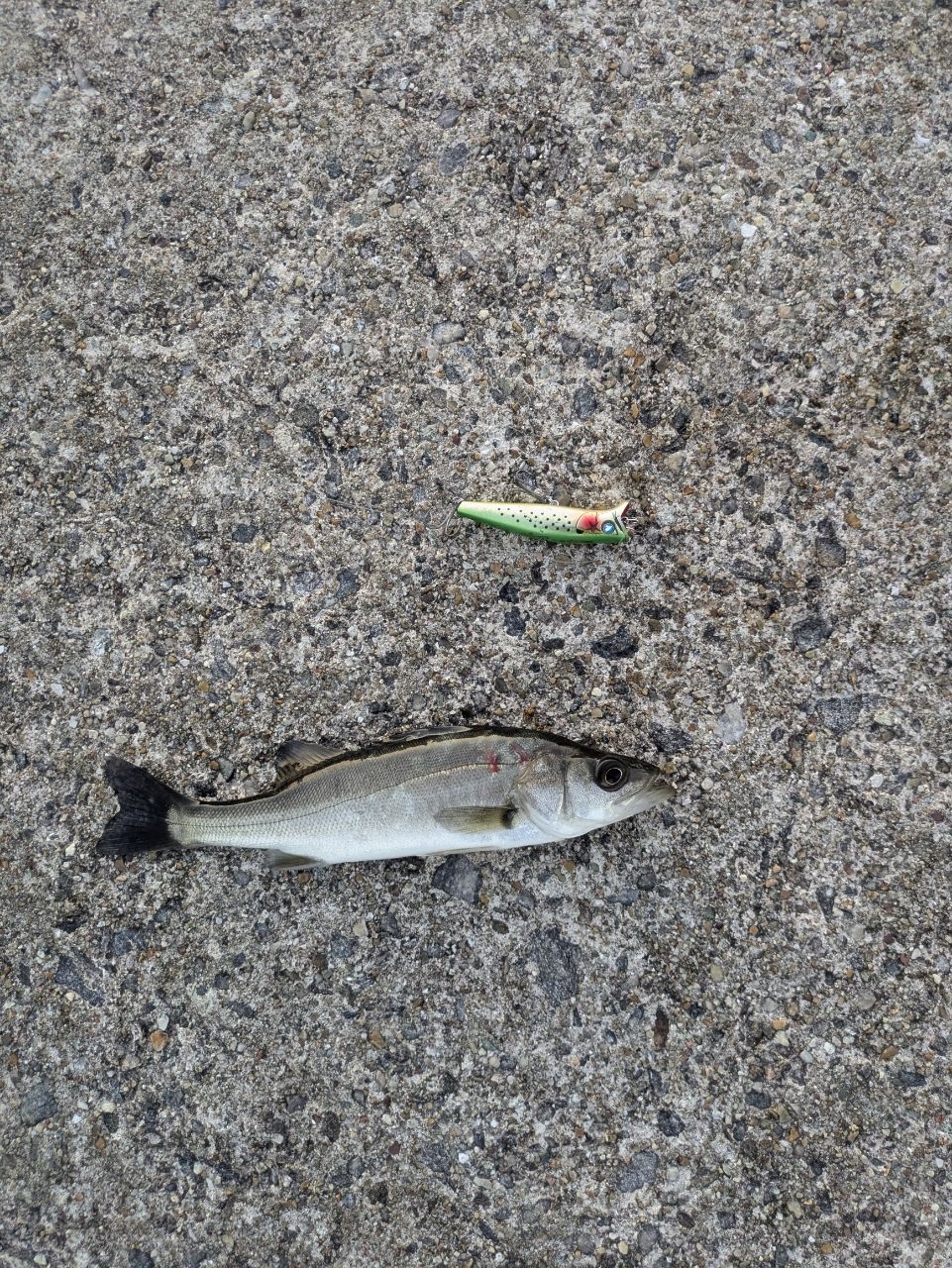 セイゴ（マルスズキ）