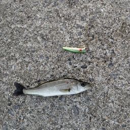 セイゴ（マルスズキ）