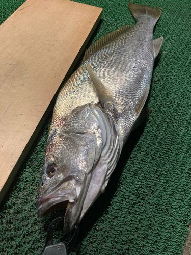 オオニベの釣果