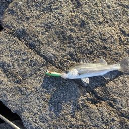 セイゴ（マルスズキ）