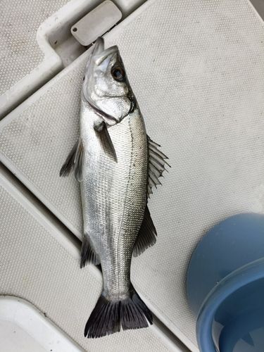 横浜ベイサイドマリーナ付近