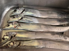 タチウオの釣果