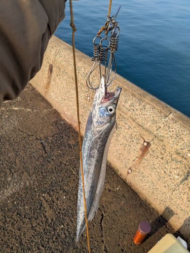 タチウオの釣果
