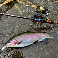 ニジマスの釣果