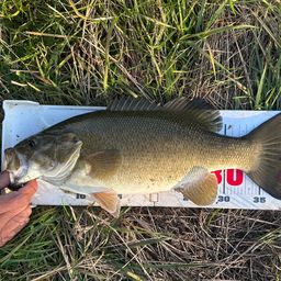 スモールマウスバス