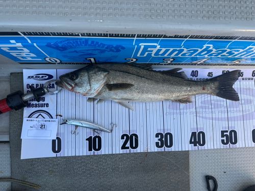 シーバスの釣果