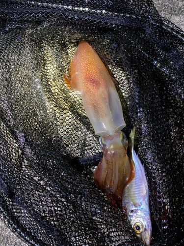 ケンサキイカの釣果