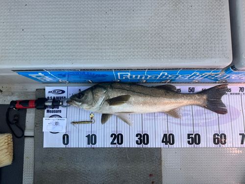 シーバスの釣果