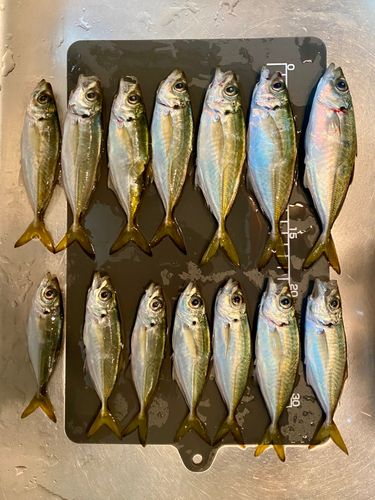 アジの釣果