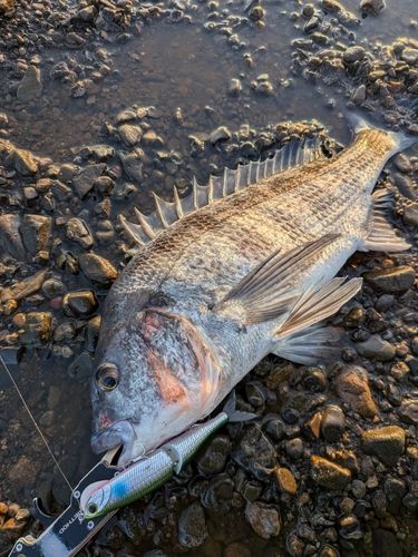 大野川（大分）