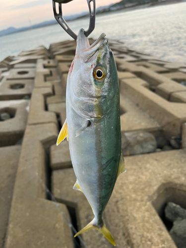 ヤズの釣果