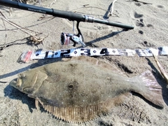 ヒラメの釣果