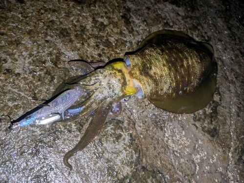 アオリイカの釣果