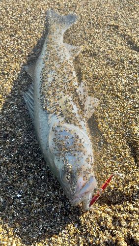 フッコ（マルスズキ）の釣果