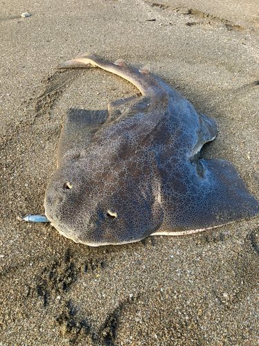 カスザメの釣果