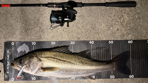 シーバスの釣果