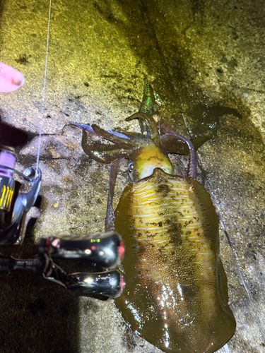 アオリイカの釣果