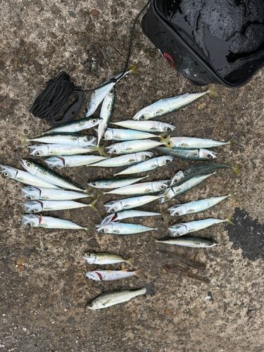 アジの釣果