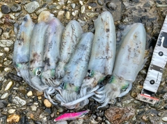 アオリイカの釣果