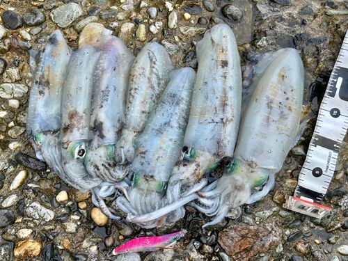 アオリイカの釣果