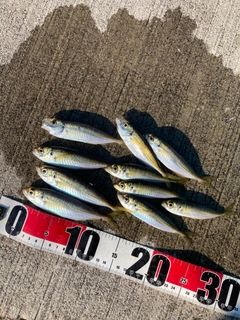 アジの釣果