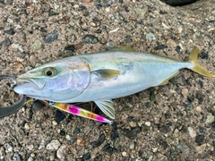 フクラギの釣果