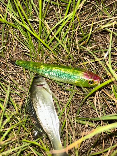 セイゴ（マルスズキ）の釣果