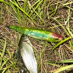 セイゴ（マルスズキ）