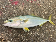 フクラギの釣果