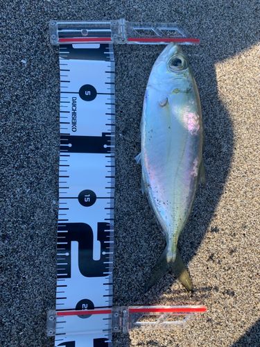 メアジの釣果
