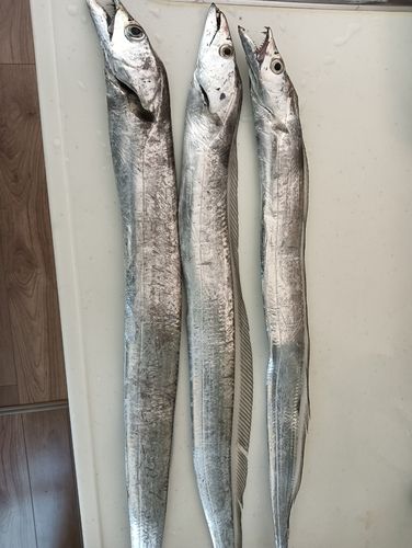 タチウオの釣果