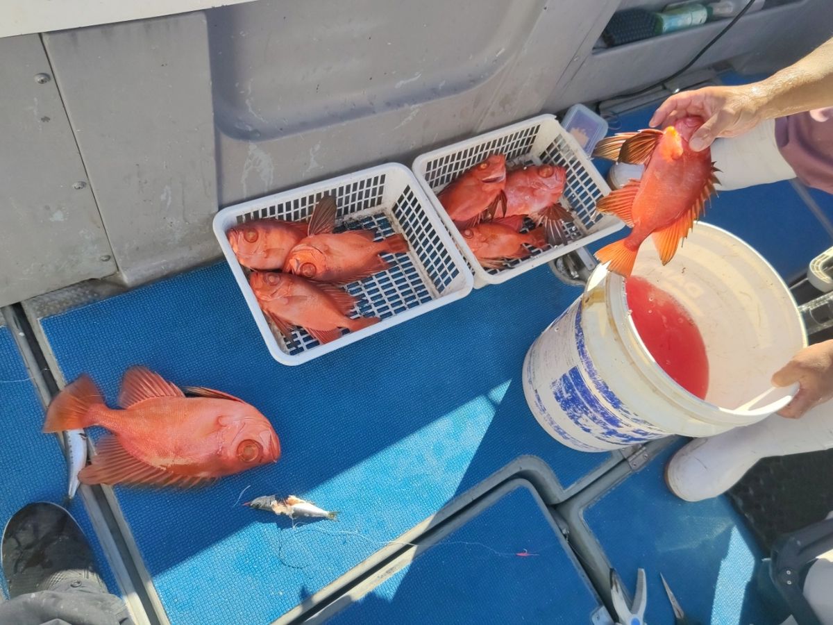 磯めちゃんさんの釣果 3枚目の画像