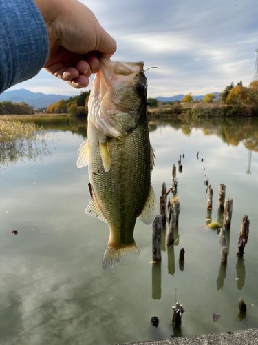 ラージマウスバスの釣果