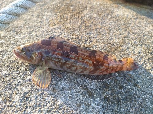 アイナメの釣果