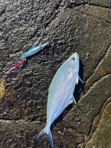 イケカツオの釣果