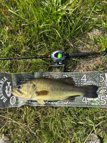 ブラックバスの釣果