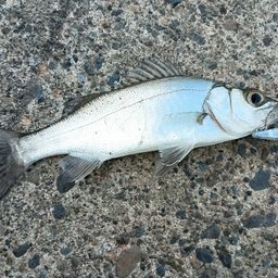 セイゴ（マルスズキ）