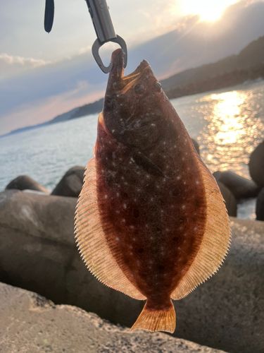 ヒラメの釣果