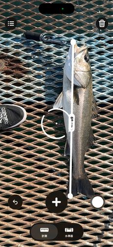 シーバスの釣果