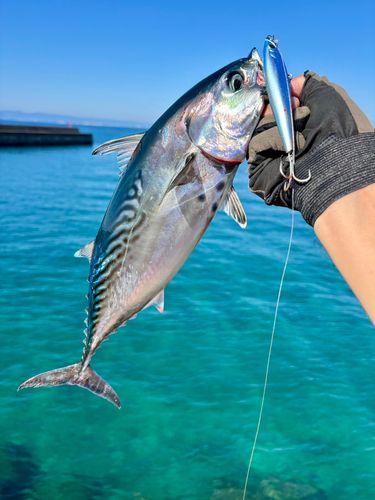 スマカツオの釣果