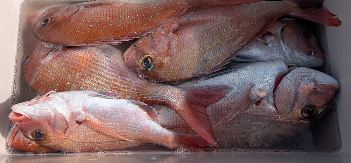 れこばさんの釣果 1枚目の画像