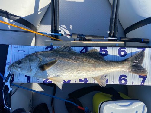 シーバスの釣果