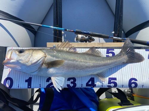 シーバスの釣果