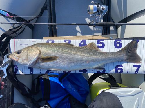 シーバスの釣果