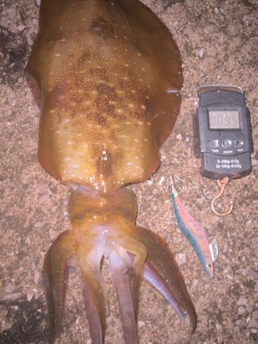アオリイカの釣果